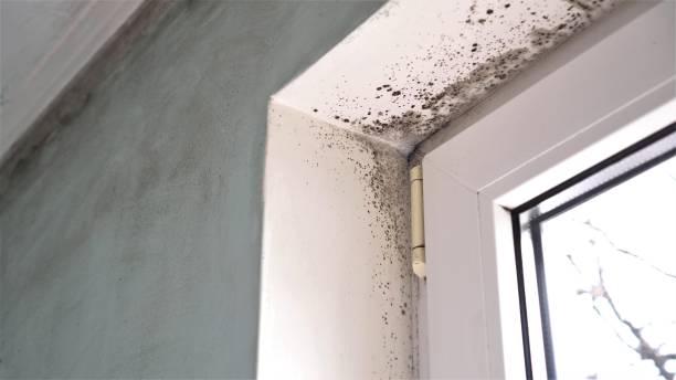 Best Industrial Mold Remediation  in Ladysmith, WI